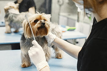Yorkshire Terrier, dog grooming, professional groomer, pet grooming salon, combing dog, gloves, grooming tools, pet care, small dog, dog care, grooming services