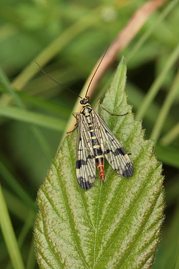 fly, scorpion Fly, insect, female, plant Leaf