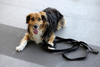 perro, pobyt, velení psa, poslušnost psa, trénink poslušnosti, důvěra, šťastný pes, uklidnit, výcvik psů