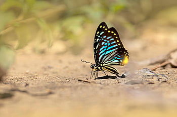 motyl, skrzydełka, owad, Skrzydlaty owad, skrzydła motyla, lepidoptera, entomologia, fauna, zwierzę, świat zwierząt, Natura