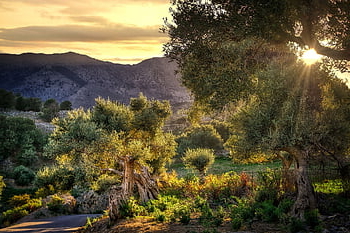 mountains, trees, sunset, olive Tree, shrubs, plants, shadow, sunlight, warm, path, sunbeam