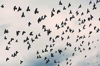 flock of black birds, white cloudy sky, dramatic silhouette, flying birds, cloudy sky, wildlife beauty, bird flock, nature photography, avian flight, sky backdrop, bird silhouettes