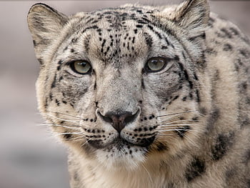 leopard, animal, nature, wildlife, mammal, wilderness, snow, winter, mountains