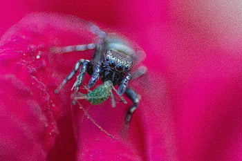 ragno nero, insetto verde, fiore rosa, colpo di macro, colori vibranti, avvicinamento, ragno che mangia, preda di insetti, fotografia naturalistica, natura, aracnide