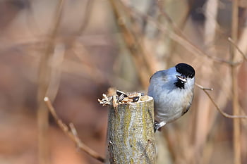 marsh tit, větev, park, jaro, pták, zásobování, Příroda