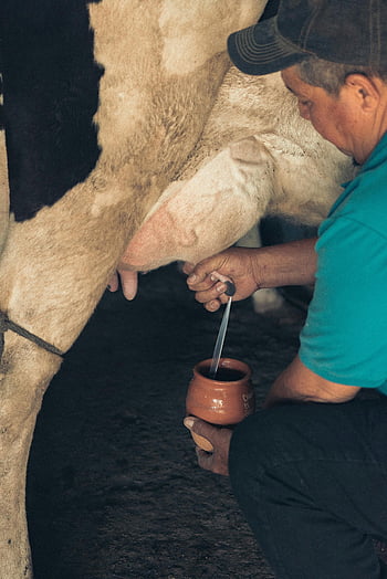uomo mungitura mucca, Agricoltura lattiero -casearia tradizionale, mungitura manuale, contadino, fienile, Metodi lattiero -caseari, mucca, latte, vita rurale, agricoltura