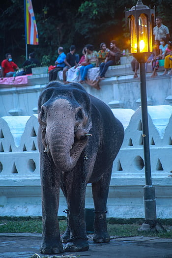 Srí Lanka, slon, Kandy Esala Perahera, kandy, Festival zubu, Příroda, asijský slon, zvíře, pachyderm, Elephantlover, móda