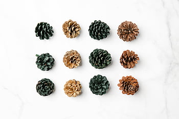 pine cones, marble surface, grid pattern, assorted pine cones, white marble, neat arrangement, various pine cones, decorative pine cones, natural pine cones, pine cone display, pine cone collection