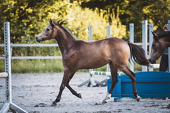 føll, årsgamle, ponni, paddock, ranch, natur, hoppe, hest, dyr, pattedyr