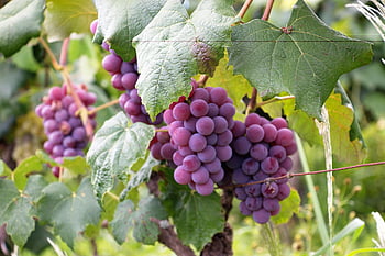 purple grapes, ripe grapes, vineyard, daytime, close-up, lush vineyard, grapevine, grape clusters, outdoor, natural, agriculture