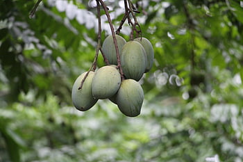 green mangoes, unripe mangoes, tree branches, tropical Bangladesh, natural growth, hanging mangoes, cluster of mangoes, green fruits, mango tree, fruit tree, tropical fruit