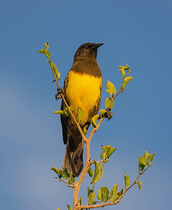 pták, divoký pták, ornitologie, fauna, zvíře, Příroda, pozorování ptáků, horní, volně žijících živočichů