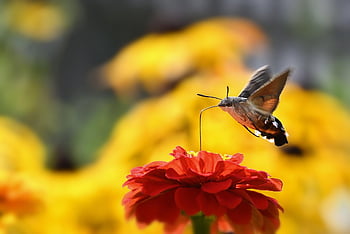 hummingbird Hawk Moth, moth, blossom, bloom, zinnia, flight, garden, summer, nature
