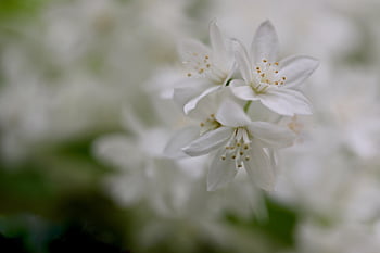 Cespuglio di fiori di maggio, deutzie, carta da parati floreale, sfondo di fiori, Deutzia Gracias, Deutzia Gracilis, Slim Deutzie, bellissimi fiori, fiori bianchi, arbusto, arbusto ornamentale