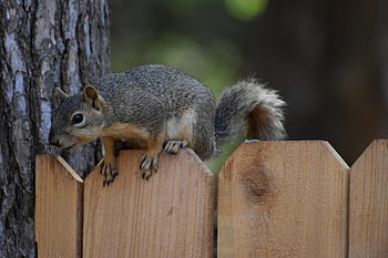 squirrel, animal, nature, wildlife, mammal, rodent, foraging, outdoors, tree, cute, furry