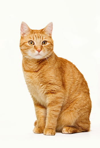 Tabby-Katze, Katze, Haustier, Tier, Natur, rote Katze, Hauskatze, katzenartig, Säugetier, süß, Porträt