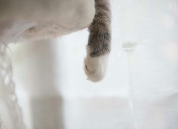 white and gray cat paw, cute tabby kitten, soft scene, serene scene, hanging paw, cat paw, tabby kitten, white cat, gray cat, cute cat, soft paw