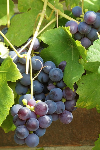 szőlő, érett, gyümölcs, ősz, ízléses, egészséges, vitaminok, biológiai, kék szőlő, aratás, szőlőtőke