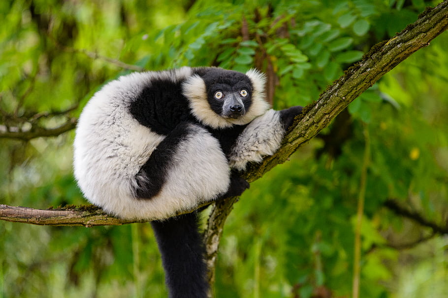 lemur, Madagaskar, zvíře, Příroda, strom, oči, ohroženy, volně žijících živočichů, Černý a bílý, větev, bokeh