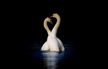 des oiseaux, la nature, ornithologie, cygne, muet, Lac, cygne blanc, oiseau d'eau, sauvagine, plumage, plumes