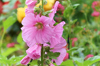 hollyhock, růžový, společná pivoňka, alcea rosea, květ, rostlina, zahrada, Zahrada Hollyhock, mallow rodina, okrasné rostliny, malvaceae