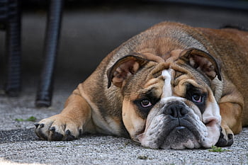 bulldog, dog, pet, puppy, animal, mammal, canine