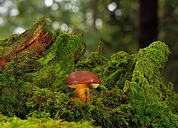 mushroom, gathering, chestnut, rac, fungal Science, forest, wild Mushroom, nature, moss, forest Floor