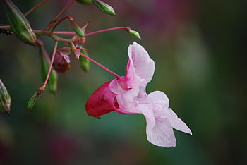 květiny, okvětní lístky, farmářská orchidej, květinové tapety, květinové pozadí, himalájský balzám, Příroda, krásné květiny, červený balzám, bankovní závod, vodní rostliny