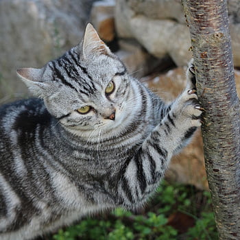 cat, tabby, pet, feline, animal, fur, kitten, kitty, domestic, domestic Cat, cat Portrait