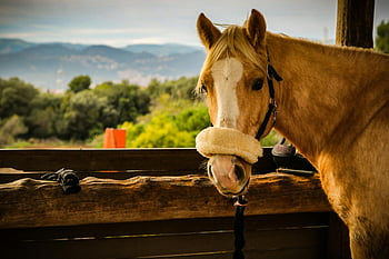 hnědý kůň, kaštanový kůň, pastvina, hory, Pozadí, fotografie koně, venkovní, Příroda, zvíře, hospodařit, krajina