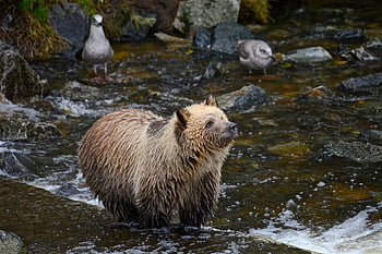 Grizzly, mládě grizzly, řeka, mladé zvíře, mladý medvěd, medvídě, medvěd, volně žijících živočichů, zvíře, savec, divoký