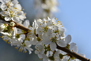 plum Blossom, blossom, bloom, plum Tree, branches, plum, fruit Tree Blossom, bud, plum Buds, spring, branch