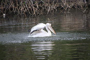 pelikán, jezero, brodivý pták, pták, anatidae, vodní pták, vodní ptáci, rybník, živočišného světa, volně žijících živočichů