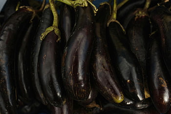melanzane, colpo del primo piano, appena raccolto, melanzane biologiche, cucina sana, verdure fresche, verdure viola, fattoria fresca, prodotti naturali, cibo vegetariano, raccolta di melanzane