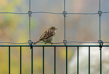 pták, Vrabec, posazený, posazený pták, peří, ave, ptačí, ornitologie, pozorování ptáků, živočišného světa, fauna