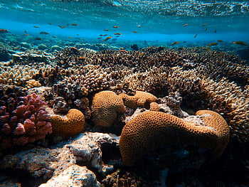 barriera corallina marrone, Coral Reef colorate, vita marina, acqua cristallina, Scena subacquea, oceano, mare, corallo, ecosistema marino, vita acquatica, Biodiversità della barriera corallina