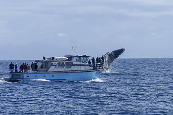 humpback Whale, jumping, animal, maritime, ocean, pacific, mammal, nature, wildlife, aquatic, colossus