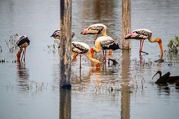 stork, lake, wildlife, bird Sanctuary, bird, painted Stork, kolleru, natture, nature, water, india