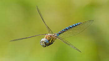 migrant Hawker, dragonfly, insect, nature, migrant Hawker Dragonfly, aeshna Mixta, flight, wings, aeshna, damselfly, wildlife
