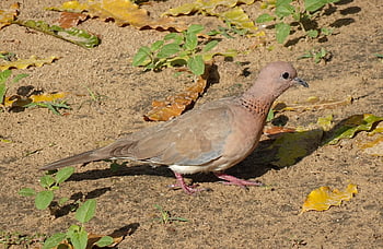 holubice, pták, směje se holubice, malá hnědá holubice, spilopelia senegalensis, ptačí, aves, fauna, Příroda, avifauna, Indie