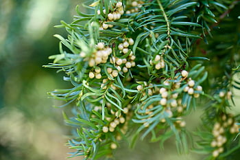 yew, english Yew, taxus Baccata, conifer, poisonous, tap, evergreen, seeds, nature, close Up, green