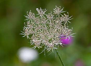 fleurs, reine annes dentelle, Daucus Carota, dentelle de l'évêque, papier peint à fleurs, belles fleurs, fond de fleur, fleur sauvage, Floraison, la nature, fleurs sauvages