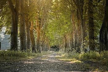 avenue, stromy, lesní cesta, Na procházku, slunce, světlo, nálada, cesta, túra, stezka, scénický