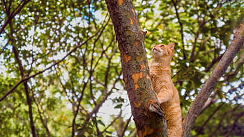 cat, tree, nature, green, animal, leaves, sky, kitten, fur, young, pet