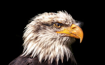 Orel bělohlavý, Příroda, adler, pták, orel, fotografování ptáků, zvíře, živočišného světa, dravý pták, raptor, erb ptáka