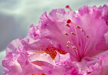rhododendron, flowering Stems, rubber Stamp, stamens, blossom, bloom, flower, blooming, pink, pink Flowers, bright