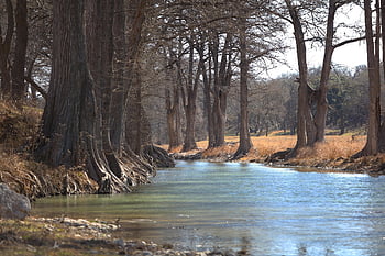 cypress Trees, holliday Creek, stream, creek, forest, cypress, trees, ranch Land, farm Land, landscape, archer County