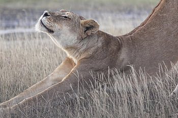 lion Stretch, africa, safari, nature, kenya, lion