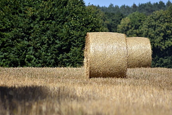 récolte, ballots de paille, agriculture, rural, paysage, forêt, la nature, ballots de foin
