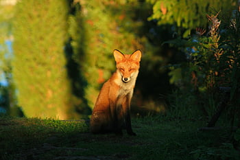 red Fox, wild Animal, predator, cute, fur, wildlife, reddish, nature, forest Animals, wild
